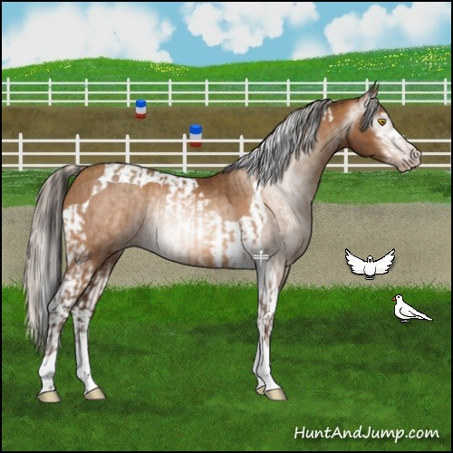 Horse Color:Gray Amber Champagne Sabino Tobiano Appaloosa  and Gray Silver Amber Champagne Sabino Tobiano Appaloosa 