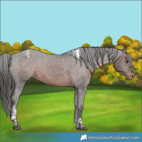Horse Color:Liver Chestnut Tobiano Appaloosa Rabicano 