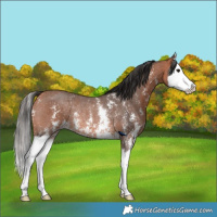 Horse Color:Bay Sabino Splash Rabicano 