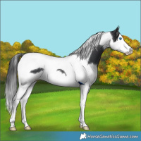 Horse Color:Black Splash Tobiano 