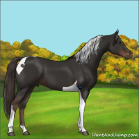 Horse Color:Liver Chestnut Tobiano 
