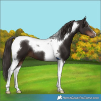 Horse Color:Liver Chestnut Tobiano 