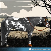 Horse Color:White Spotted Black Frame