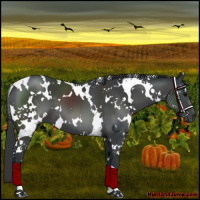 Horse Color:White Spotted Black