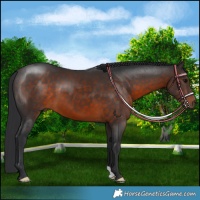 Horse Color:Brown 