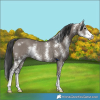 Horse Color:Grullo Sabino Rabicano 