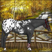 Horse Color:Black Appaloosa
