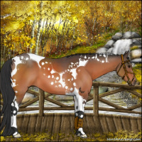 Horse Color:Bay Tobiano 