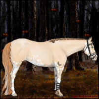 Horse Color:Buckskin Pearl Splash 