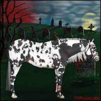 Horse Color:Brown Splash Tobiano Near Leopard