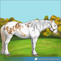 Horse Color:Buckskin Tobiano Blanket 