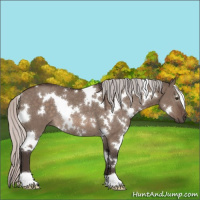 Horse Color:White Spotted Silver Brown Dun Mushroom Rabicano 