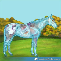 Horse Color:Thunderstruck Silver Buckskin Sabino Appaloosa Rabicano 