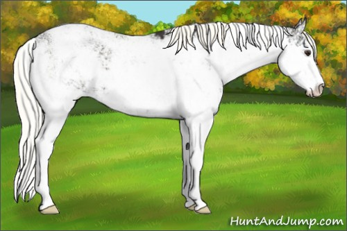 Horse Color:Liver Chestnut Mushroom Sabino 