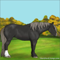 Horse Color:Liver Chestnut Mushroom 