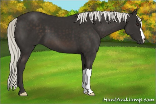 Horse Color:Liver Chestnut Mushroom 
