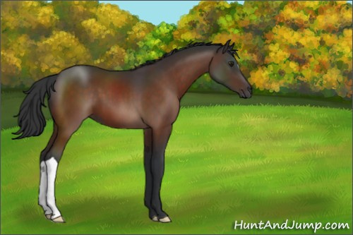 Horse Color:Brown Mushroom 
