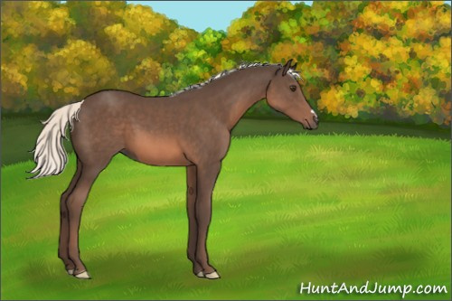 Horse Color:Liver Chestnut Mushroom 