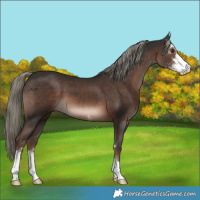 Horse Color:Liver Chestnut Mushroom Sabino 