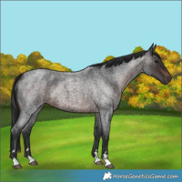 Horse Color:Brown Roan 