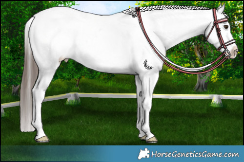 Horse Color:White Spotted Liver Chestnut Appaloosa 