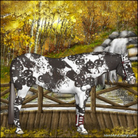 Horse Color:White Spotted Liver Chestnut