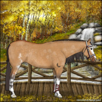 Horse Color:White Spotted Buckskin Dun Sabino Rabicano