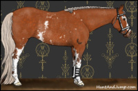 Horse Color:White Spotted Silver Buckskin Rabicano