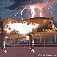 Horse Color:White Spotted Bay Frame Rabicano