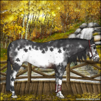 Horse Color:White Spotted Brown Frame Rabicano