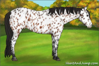 Horse Color:Bay Appaloosa  and Gray Bay Appaloosa 