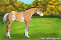 Horse Color:White Spotted Sable Cream Champagne 