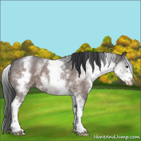 Horse Color:White Spotted Brown Ice Roan 