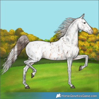 Horse Color:Brown Dun Appaloosa  and Gold Cream Champagne Roan Pearl Appaloosa 
