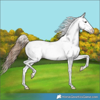 Horse Color:Red Dun Near Leopard 