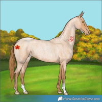 Horse Color:Bay Roan Pearl 