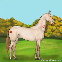 Horse Color:Bay Roan Pearl 