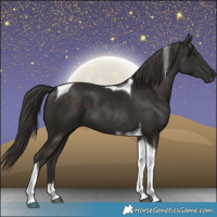 Horse Color:Liver Chestnut Tobiano 