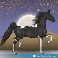 Horse Color:Liver Chestnut Tobiano