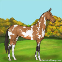 Horse Color:White Spotted Buckskin 