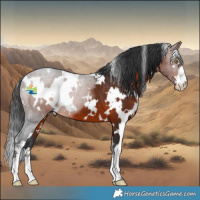 Horse Color:White Spotted Brown