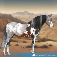 Horse Color:White Spotted Brown 