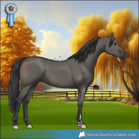 Horse Color:Grullo 