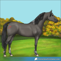 Horse Color:Grullo Tobiano 