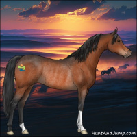 Horse Color:Bay Rabicano 