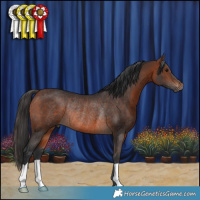 Horse Color:Brown Rabicano