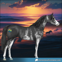 Horse Color:White Spotted Black Rabicano 