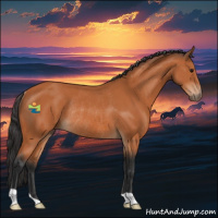 Horse Color:Bay Rabicano 