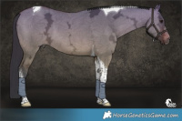 Horse Color:Bay Ice Dun Tobiano 