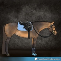 Horse Color:Buckskin 